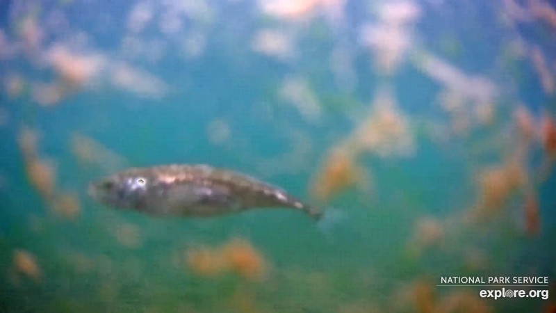 Stickleback Fish Snapshot by Larinor