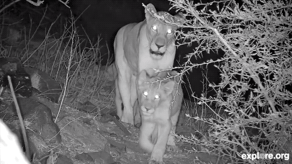 Africam_Lion Mother with Cubs