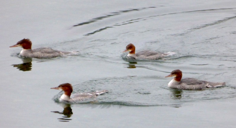 Female Mergansers Picture by Mike Fitz
