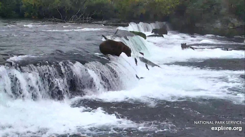 Lots of salmon jumping the falls on Sept 19 Snapshot by ginray
