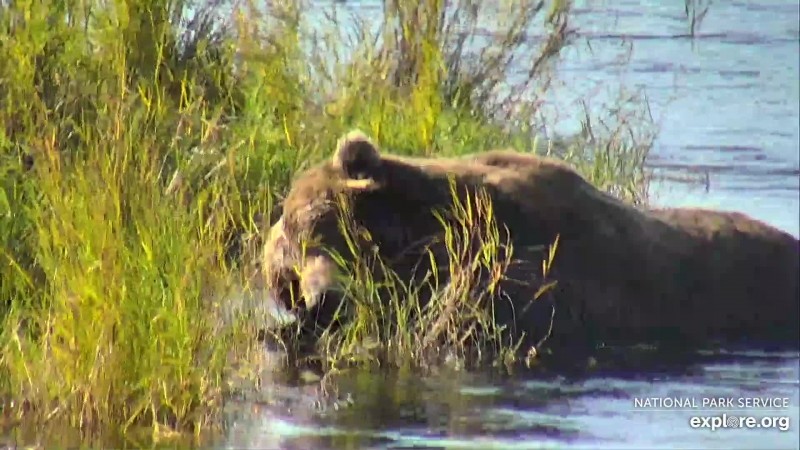 68 napping in the river Snapshot by GreenRiver