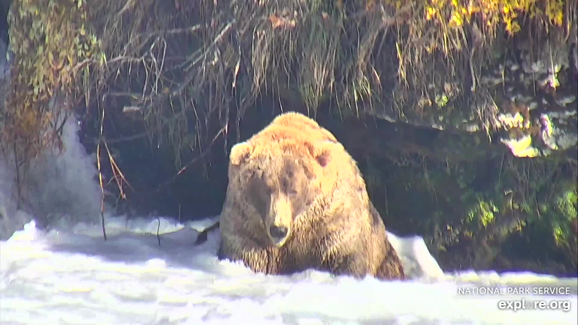 bearcam Explore
