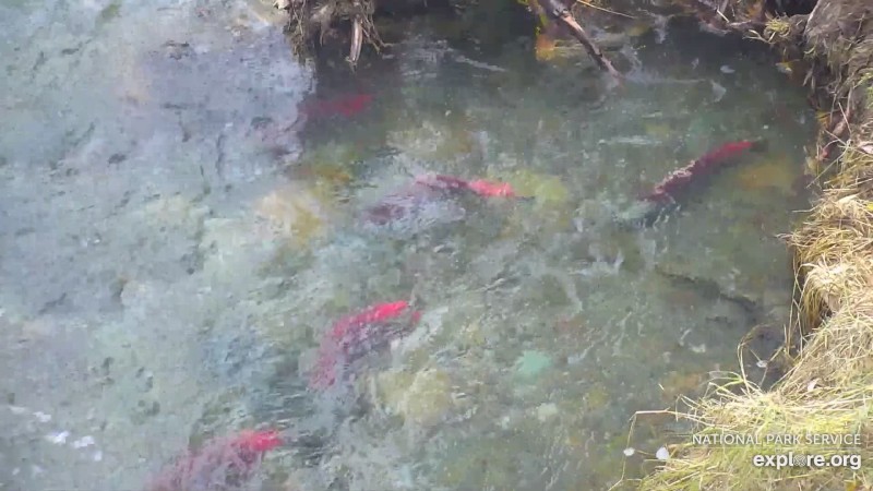 salmon in the riffles Snapshot by Corrwest
