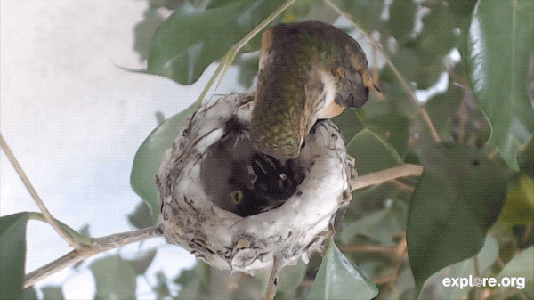 bella hummingbird two hatches