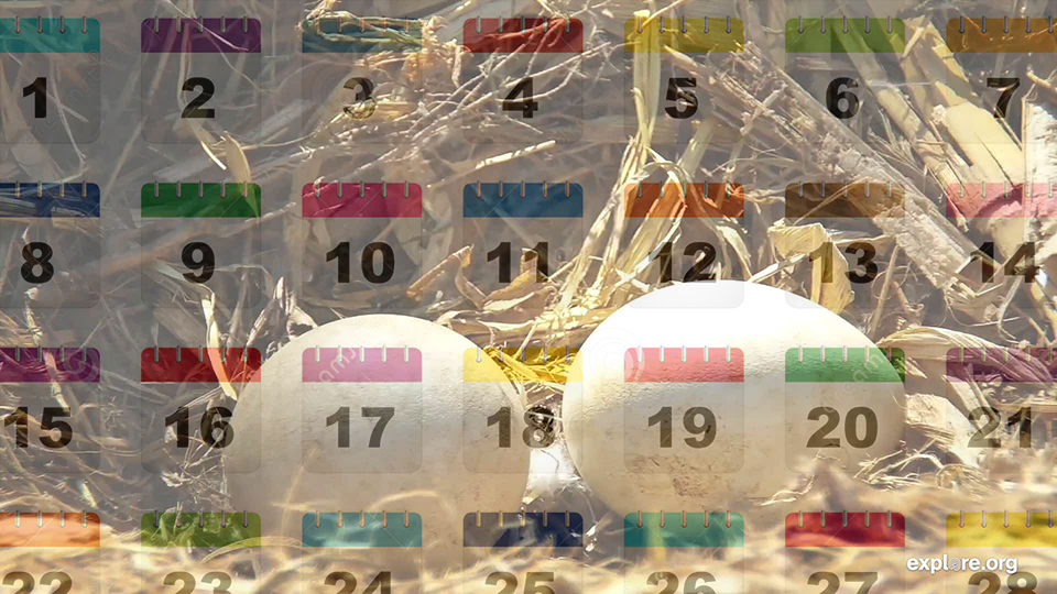 Egg Calendar