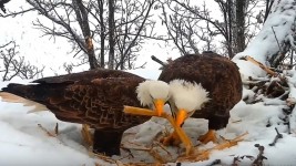 January 24, 2020: Mr. North and DNF place materials on the North Nest. Working on the nest together reinforces their bond.