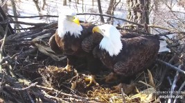 February 5, 2020: Mom and DM2 stand wing to wing in the nest. These brief moments occur with increasing frequency as courtship deepens.