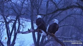 January 31: Mom and DM2 perch together near N2B