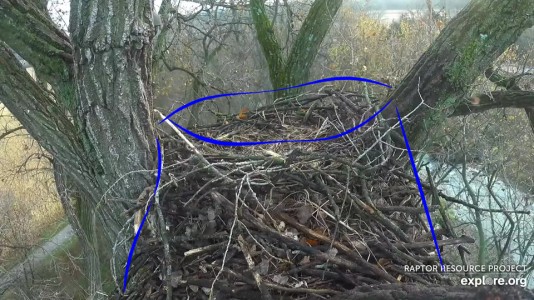 N2B on November 11, 2019. Mom and DM2 have just started this season's nestorations