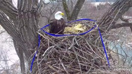 N2B on January 6, 2020: Mom and DM2 have replenished the nest with piles of sticks and heaps of grass. I often think of the nest as a third member of their bond. That we know, eagles without mates and nests do not lay eggs.