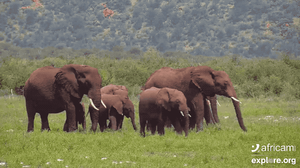Elephant Herd Africam