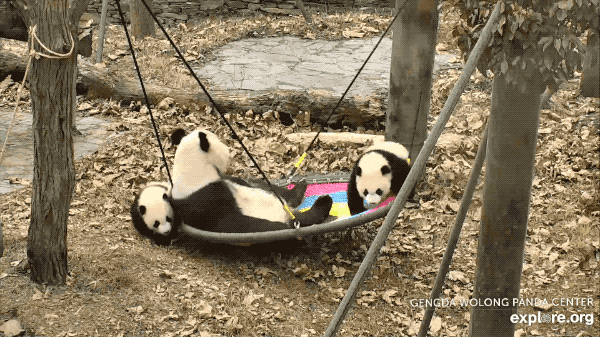 Panda Mom and Toddlers Swing