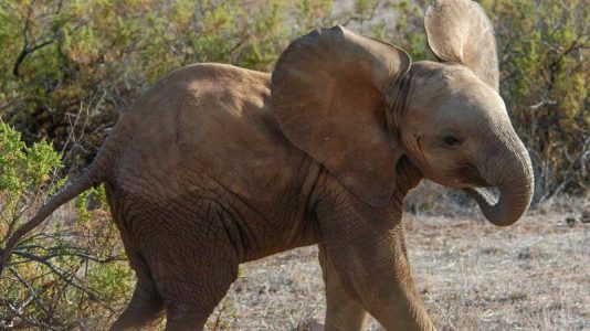 New Born African Elephant | Explore