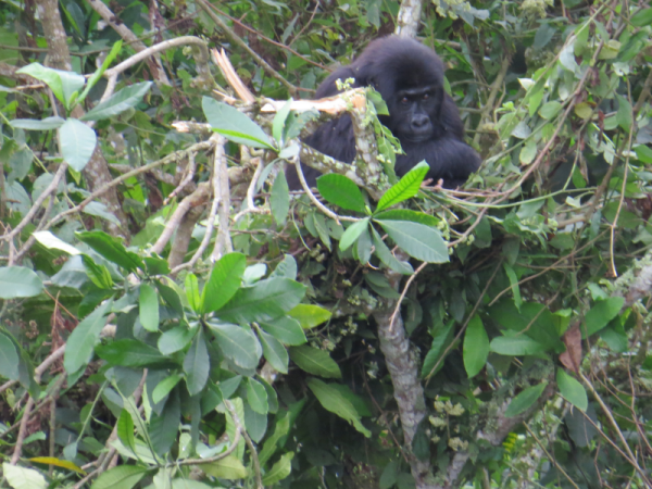 A young gorilla rests in a nest she made in a tree on her first day inside the GRACE forest after being rescued.