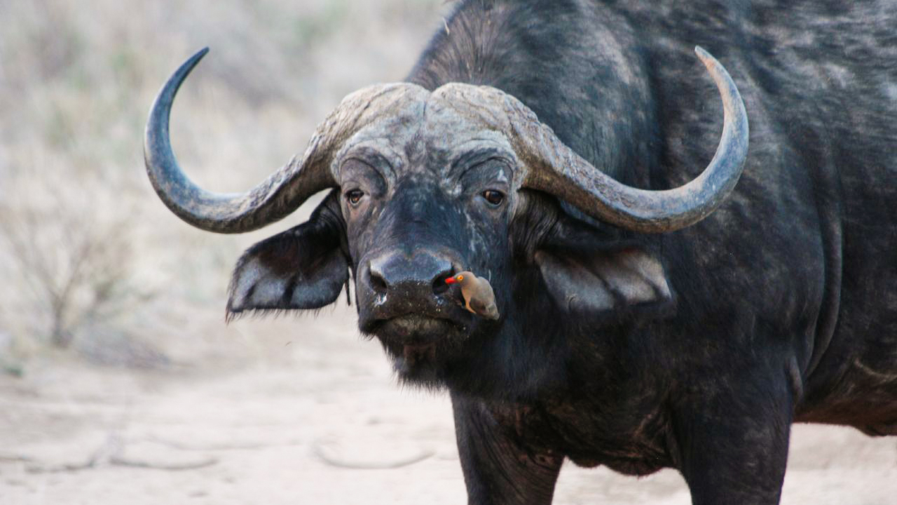 African buffalo and oxpecker