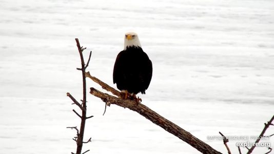 February 20, 2020: A local eagle
