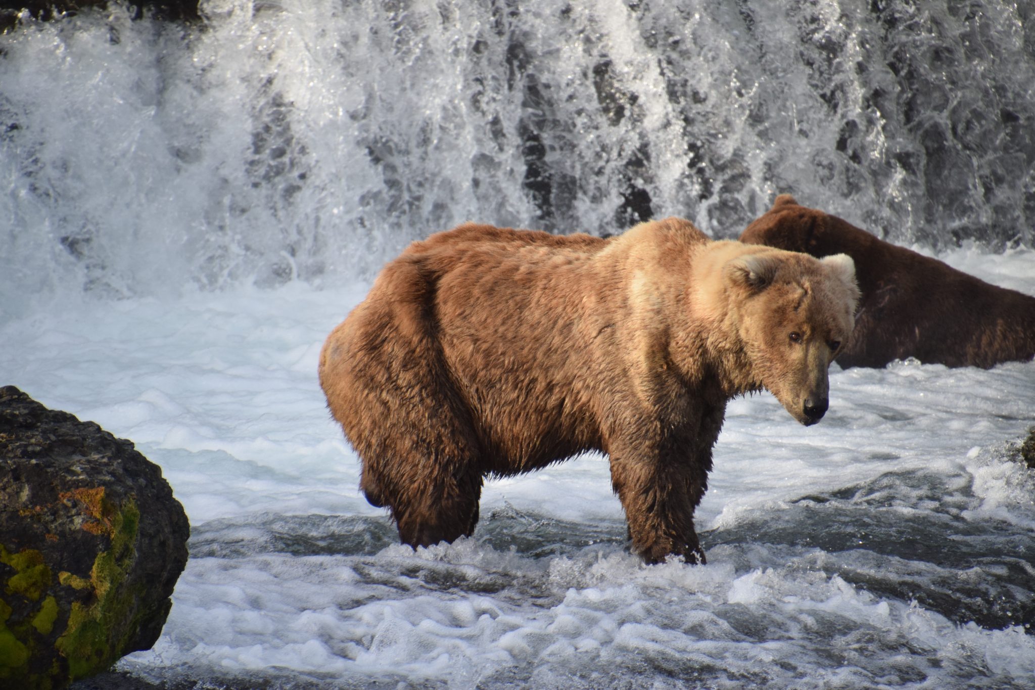 Does Otis the bear inspire support for conservation? Explore